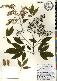 Vitex quinata image