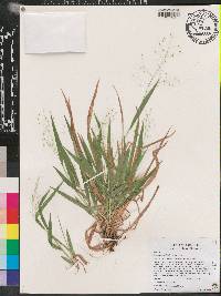 Dichanthelium laxiflorum image