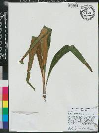 Pleopeltis marginata image