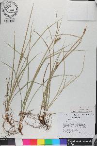 Carex dasycarpa image