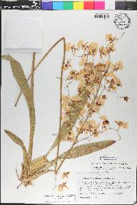 Oncidium nebulosum image