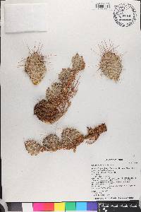 Opuntia polyacantha image