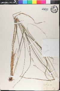 Stenocereus fimbriatus image