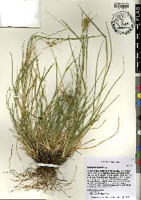 Cenchrus spinifex image