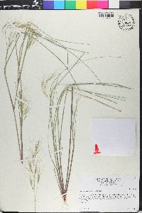 Aristida desmantha image