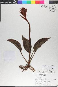 Coccineorchis bracteosa image