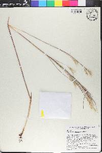 Andropogon perangustatus image