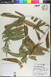 Nephrolepis biserrata image