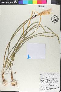 Zephyranthes atamasca image