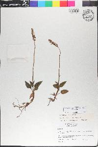 Goodyera striata image