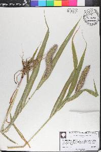 Setaria italica image