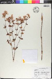 Eriogonum tomentosum image