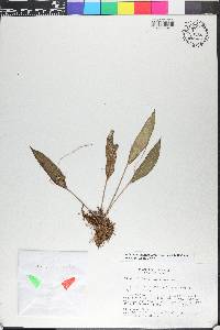 Acianthera oscitans image