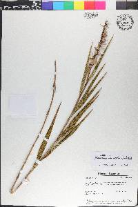 Elleanthus maculatus image