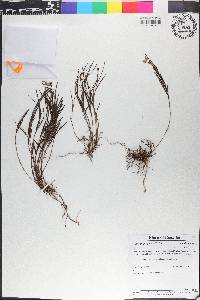Elleanthus graminifolius image