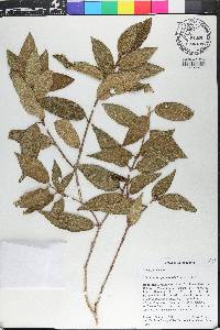 Miconia inaequipetiolata image