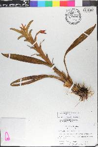 Maxillaria umbratilis image