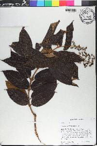 Miconia rubiginosa image