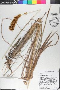 Eriochrysis cayennensis image