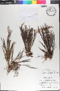 Elleanthus fractiflexus image
