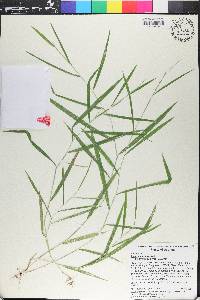 Leersia virginica image