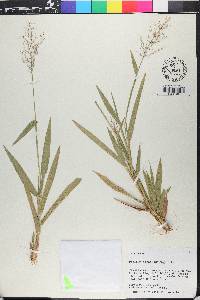 Panicum sphaerocarpon image