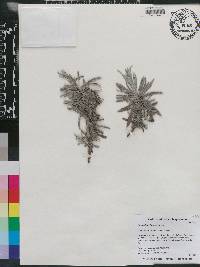 Lavandula lanata image