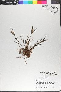 Elleanthus graminifolius image