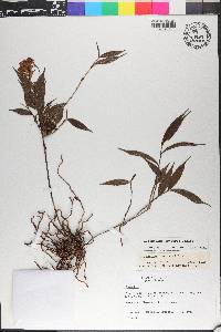 Elleanthus tonduzii image