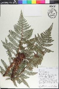 Polystichum platyphyllum image