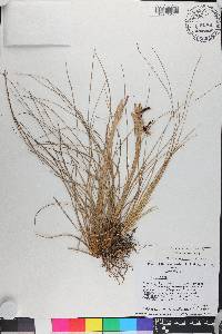 Tillandsia bartramii image