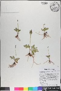 Botrychium lunarioides image