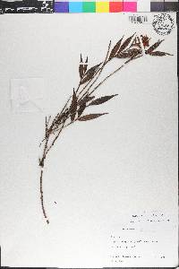Elleanthus tonduzii image