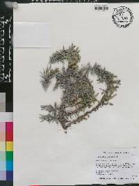 Lavandula angustifolia image