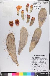 Opuntia schumannii image