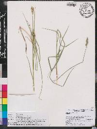 Carex vexans image