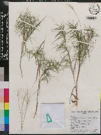 Dichanthelium dichotomum subsp. dichotomum image