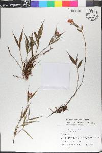 Elleanthus tonduzii image
