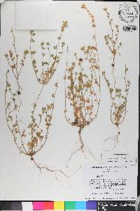 Medicago minima image