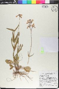 Penstemon laevigatus image