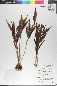 Elleanthus wercklei image