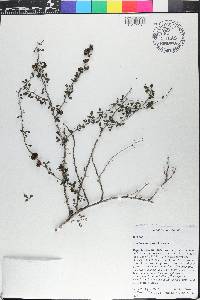 Zanthoxylum nashii image