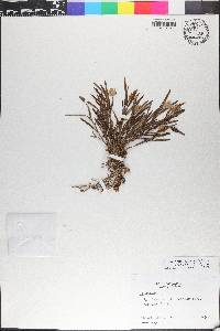 Elleanthus graminifolius image