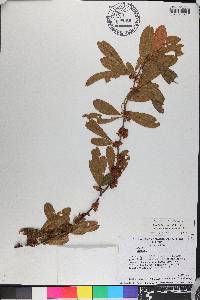 Sideroxylon lanuginosum subsp. lanuginosum image