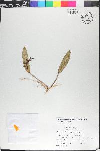 Acianthera pubescens image