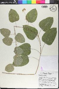 Smilax lasioneura image