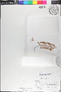 Macradenia lutescens image