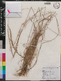 Aristida purpurascens image