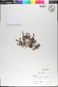 Elleanthus deuterohirtzii image
