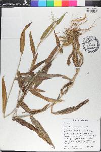 Dichanthelium scoparium image